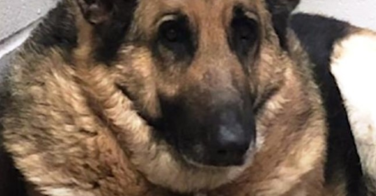 Un perro «gordo» se sintió como una carga, agachó la cabeza avergonzado y se escondió del mundo