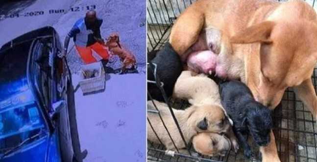 Una perra enferma suplica a un hombre que no la abandone a ella y a sus cachorros recién nacidos en un desgarrador vídeo