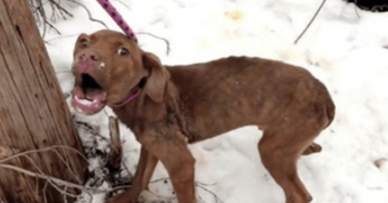 Un rescatador oye un grito de auxilio «desgarrador» y encuentra a un cachorro solo, herido y tembloroso