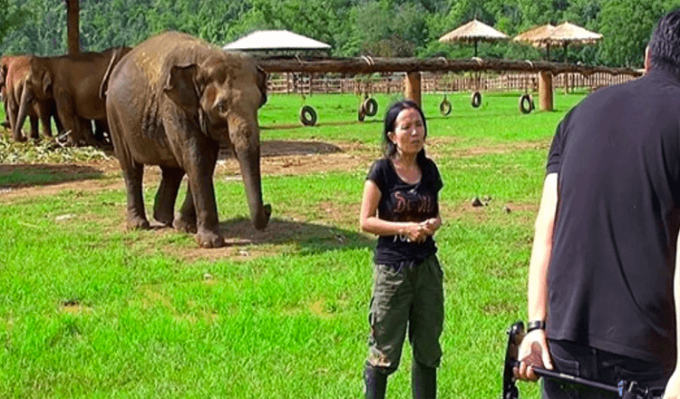 Un elefante invade una entrevista para «salvar» a su portero de los entrevistadores